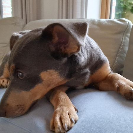 Hoevetoerisme Op 'T Zand Villa Pelt Luaran gambar